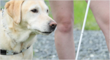 Cover image of the article Uber, Lyft, and Service Animals: The Discrimination Continues.